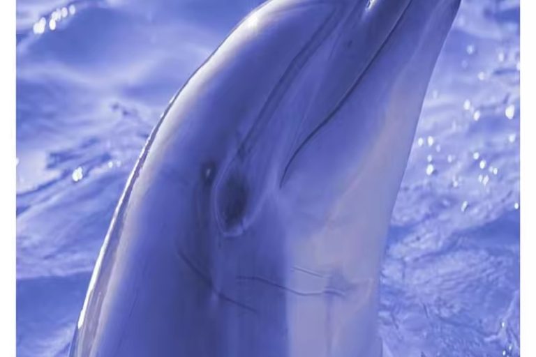 Bathroom Wall Tile (2)